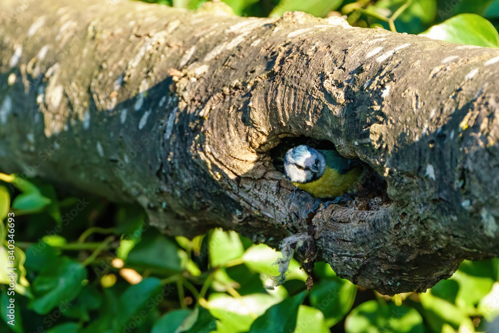 Blue Tit (Cyanistes caeruleus) investigating a prospective nest, taken in London, England Blue Tit (Cyanistes caeruleus) investigating a prospective nest, taken in London, England