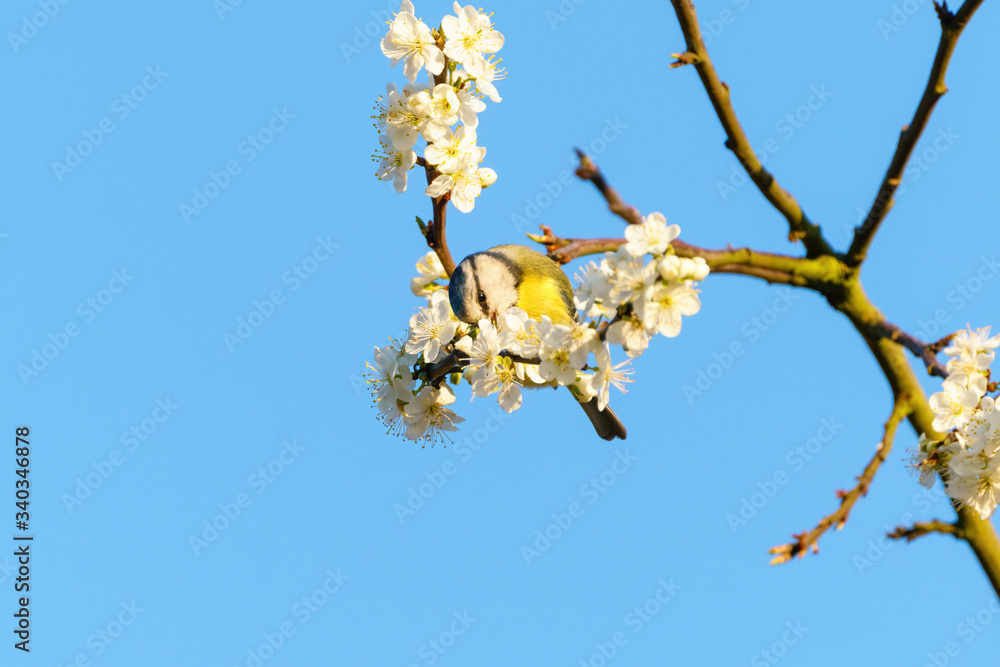 custom made wallpaper toronto digitalBlue Tit (Cyanistes caeruleus) feeding from blossoms, taken in London, England