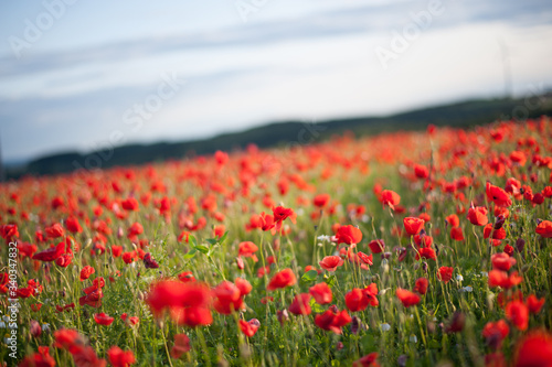Field of red poppies © Marc