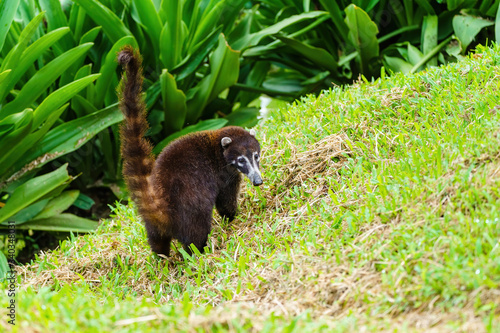 Ring-Tailed Coati (Nasua nasua rufa) looking back over it's shoulder, taken in Costa Rica