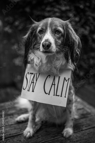 Stay calm in times of corona - Puppy