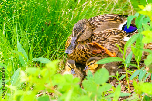 Mallard Duck  Anas platyrhynchos  mother and her ducklings  taken spring in England