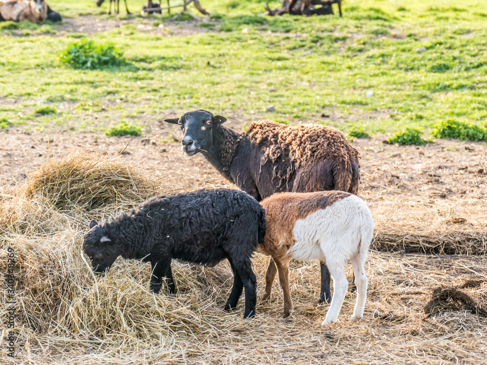 Obraz premium Schafe auf der Weide