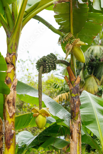 flowering inflorescence of bananas in natural conditions