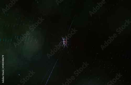 spider web in the dark