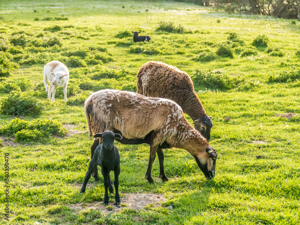 Obraz premium Schafe auf der Weide