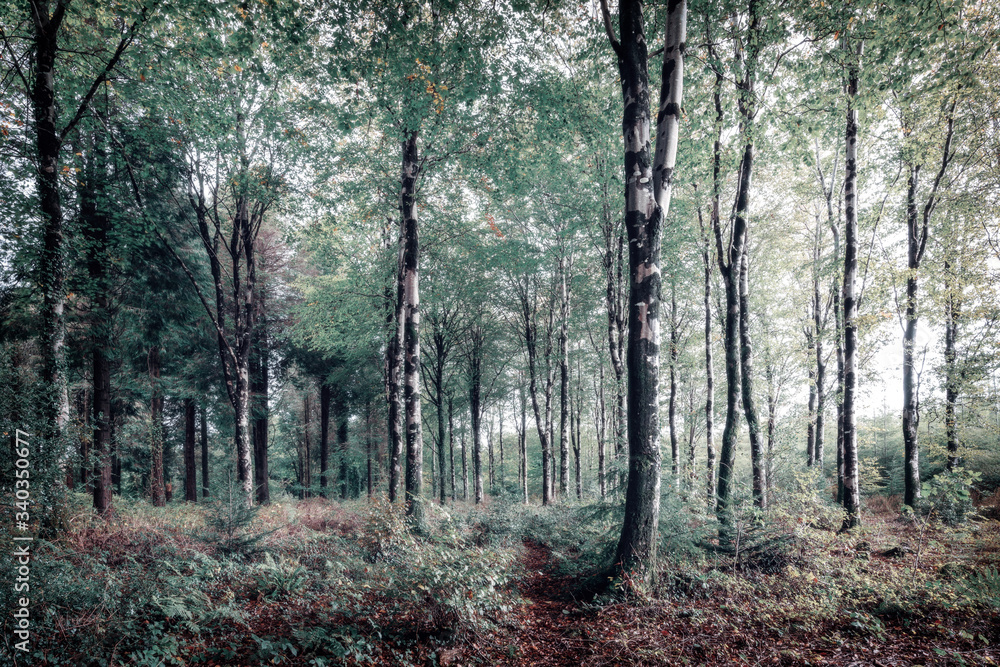 Beechwood forest cornwall england uk Beechwood forest cornwall england uk