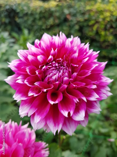 pink dahlia flower © Samuel