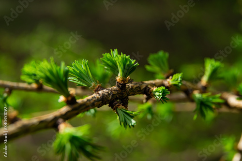 young larix larch branch close up