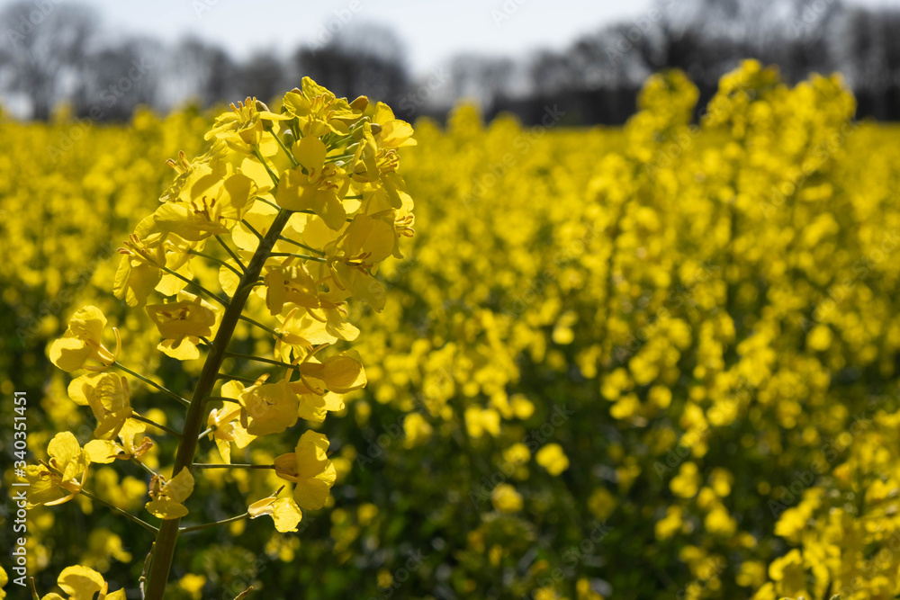Obraz premium single flowers and a large field of yellow rape
