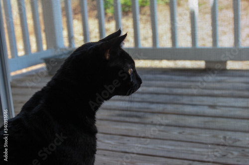Profile of black cat