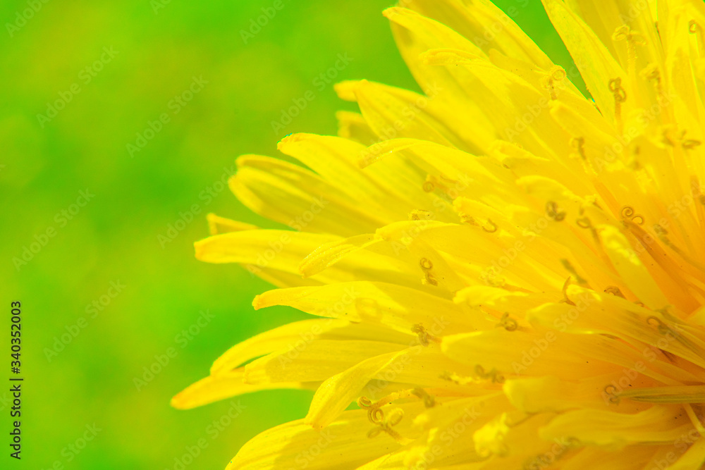 Head of yellow dandelion flower macro photography. Head of yellow dandelion flower macro photography.