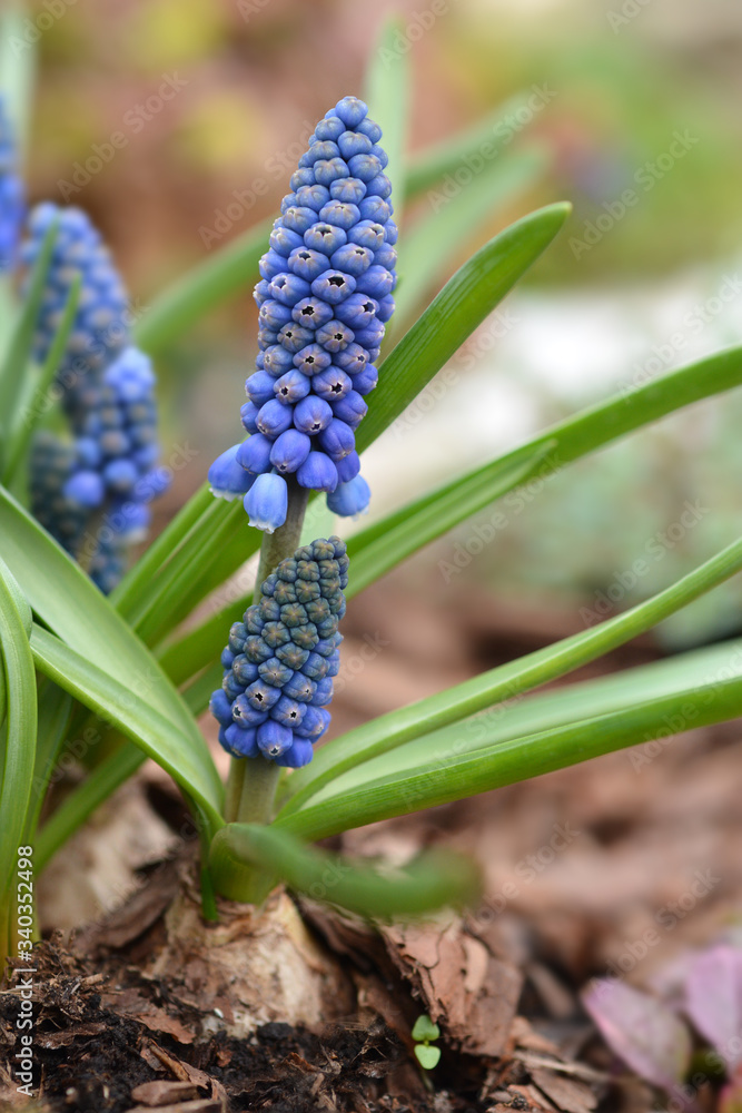 Fototapeta premium Grape Hyacinth Big Smile