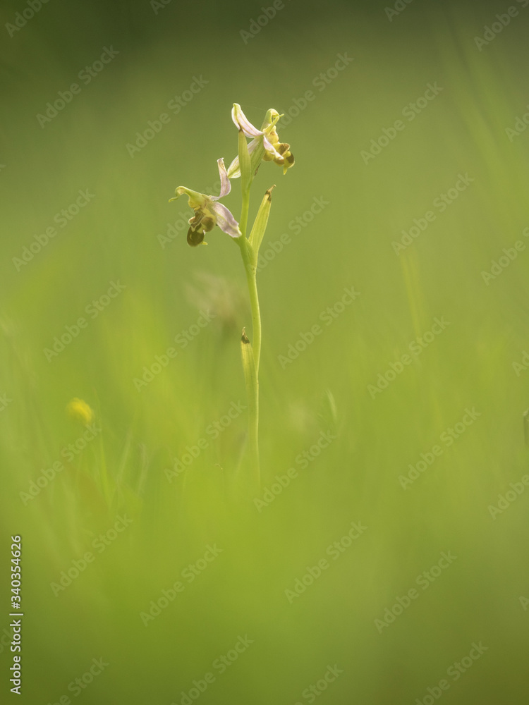 Ophrys abeille