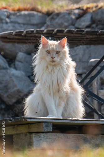 Maine Coon Kater