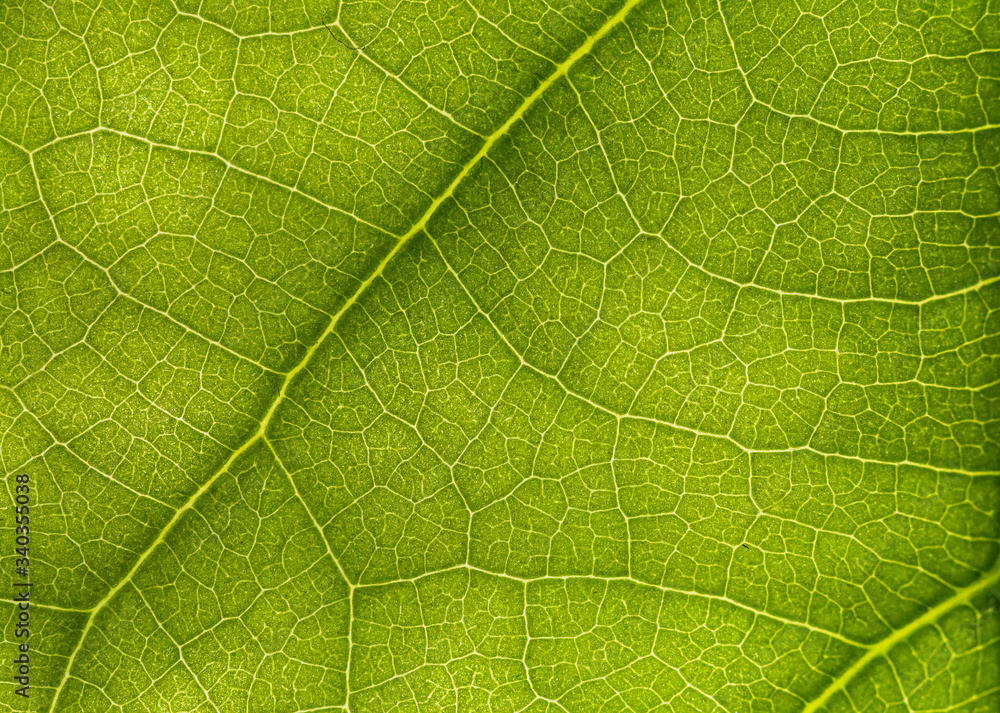 macro photo of a green leaf with veining. macro photo of a green leaf with veining.