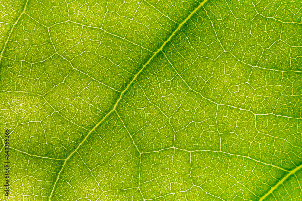 macro photo of a green leaf with veining. macro photo of a green leaf with veining.