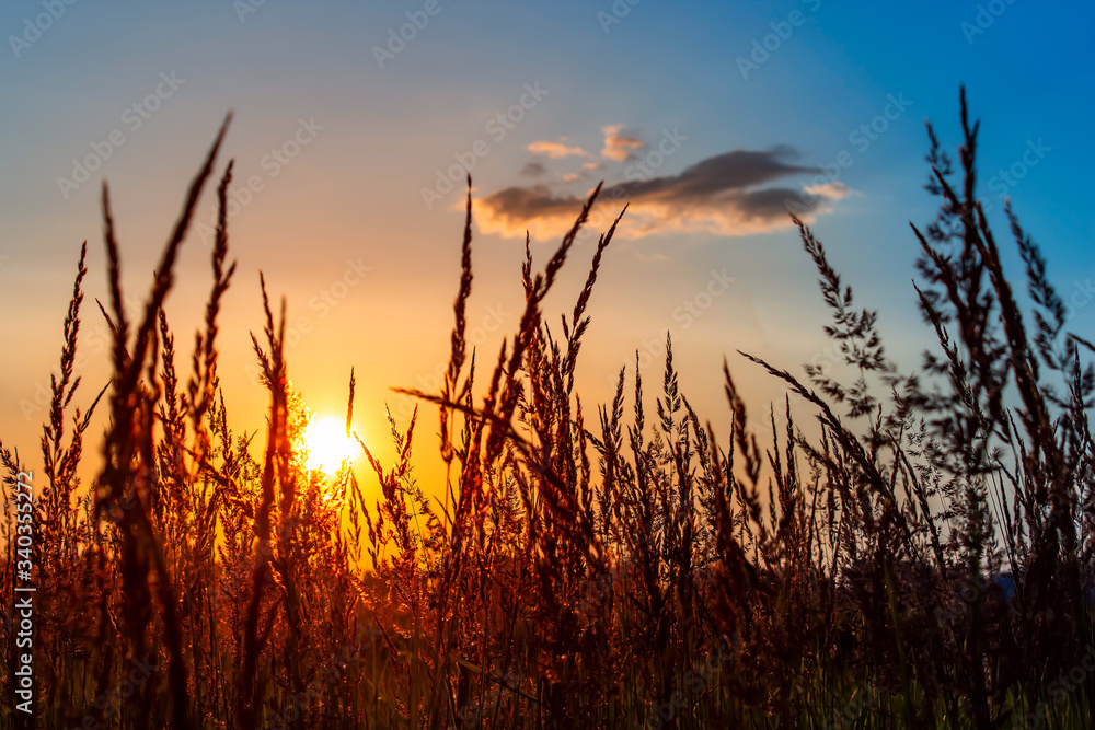 Grass on the sunset in the evening. Summer landscape.