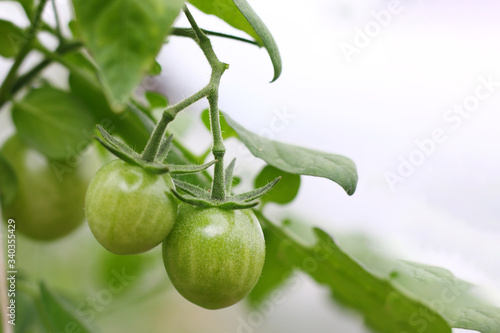 Unripe green tomatoes on a branch. Green tomatoes. Agriculture concept.