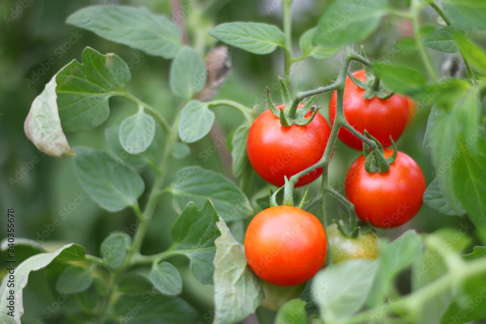 ripe red tomato on a branch. tomatoes grown in a greenhouse. Gardening tomato photograph with copy space.