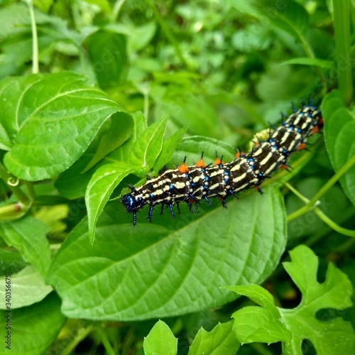 The exotic caterpillar with natural background © Mang Kelin