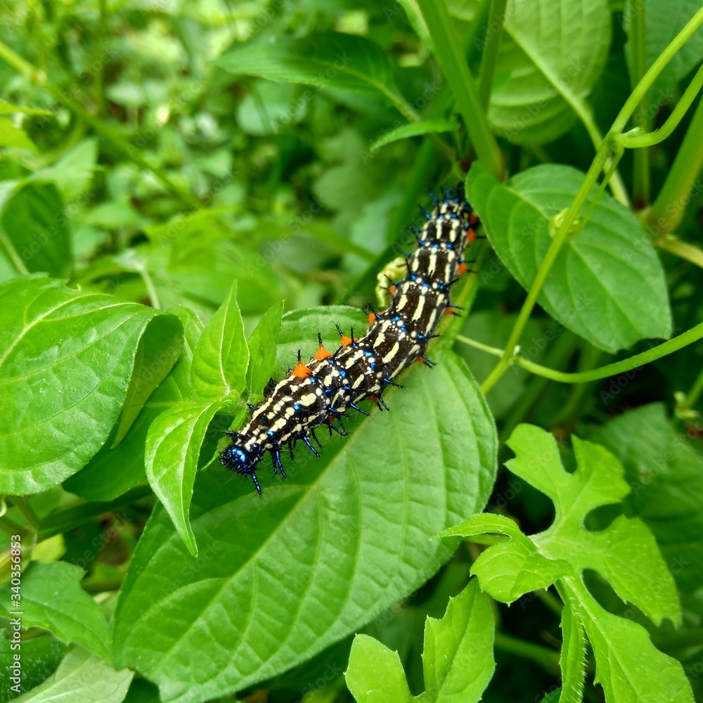 The exotic caterpillar with natural background The exotic caterpillar with natural background