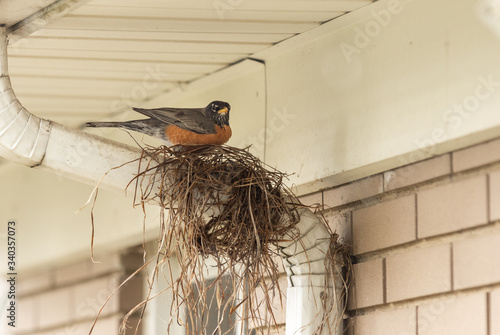 Valokuvatapetti A robin sitting on a partially built bird nest