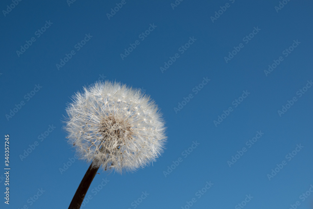 dandelion against a blue cloudless sky dandelion against a blue cloudless sky