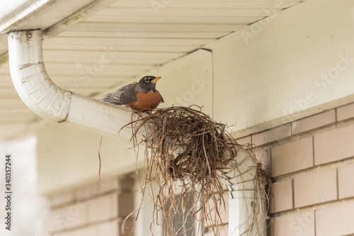 A robin building a nest in Spring
