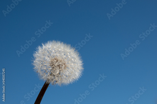 dandelion against a blue cloudless sky