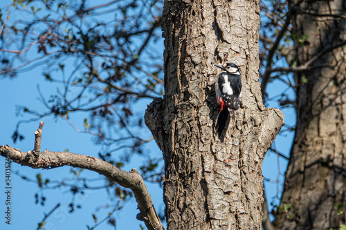 spotted woodpecker hangs from a tree trunk and the sky is blue