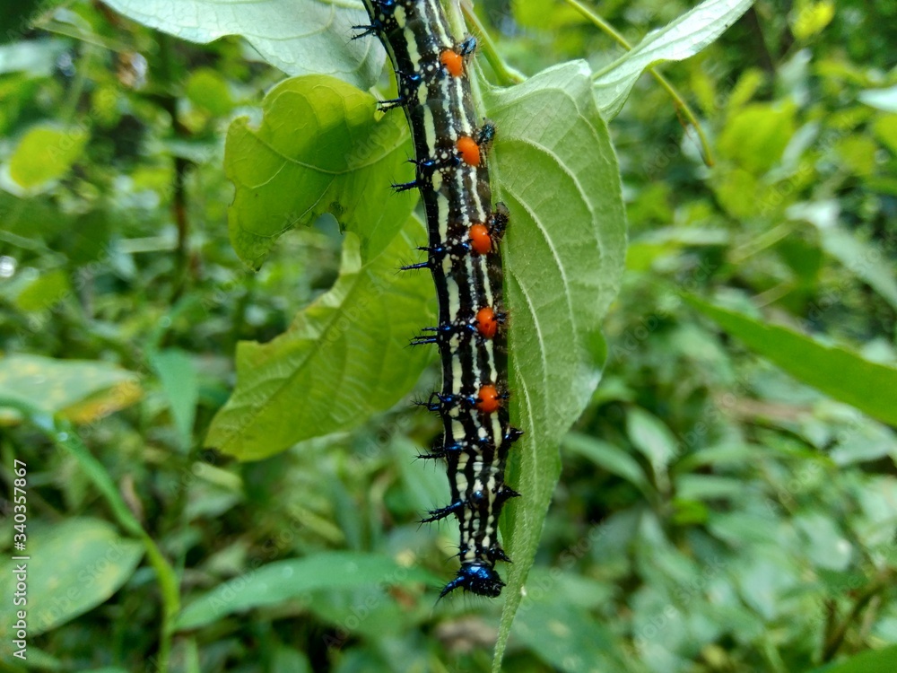 The exotic caterpillar with natural background