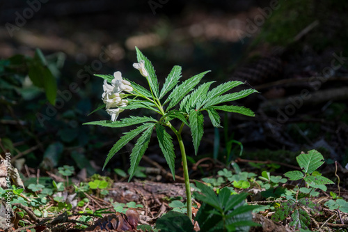 Fieder-Zahnwurz - Cardamine heptaphylla