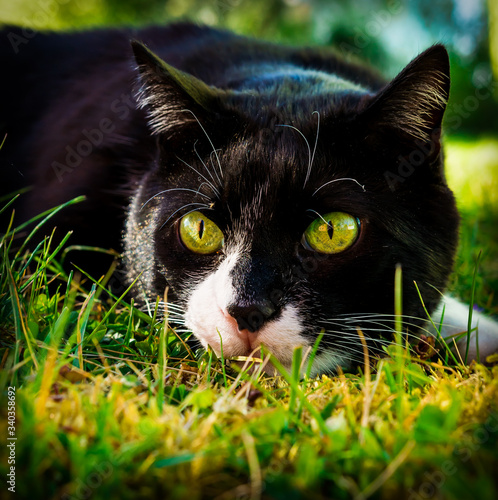 Katze, Cat, Grüne Augen, Green Eyes, Natur