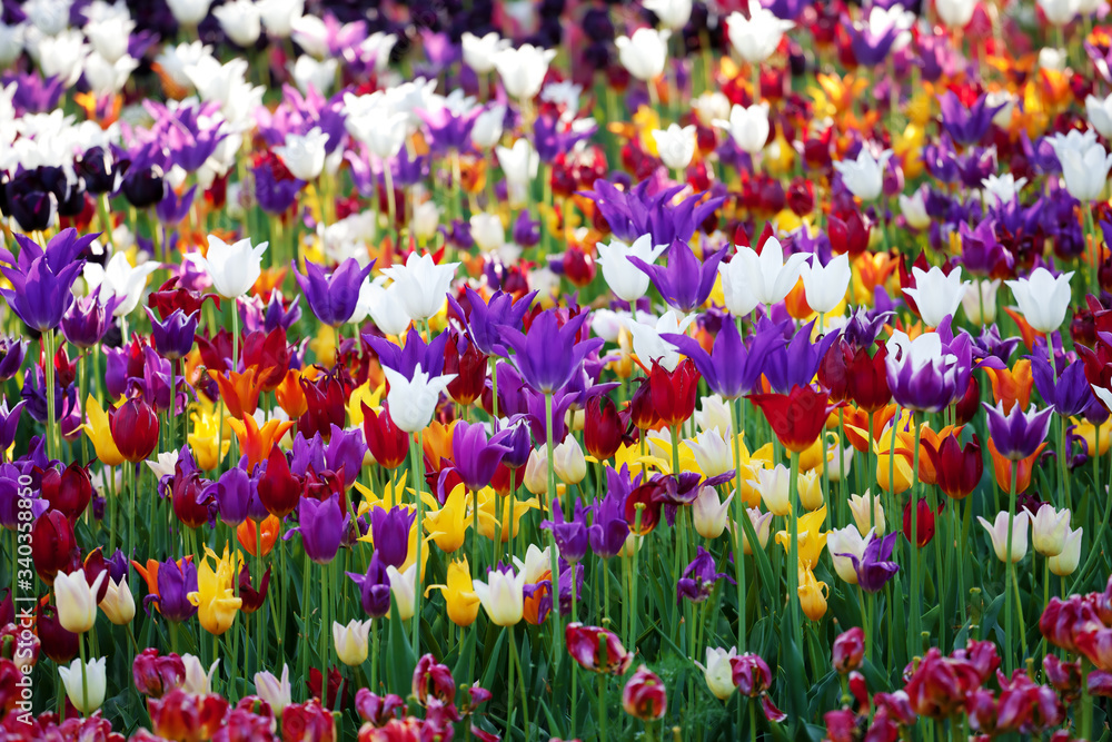 Multicolor tulips