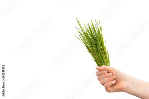  Hand holding wheatgrass on grey background.