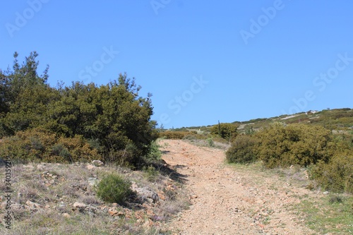 Dirt road in the mountains surrounded by plants