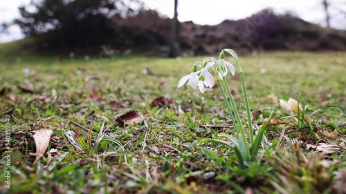 
Snowdrops - Galanthus on a meadow in the wind