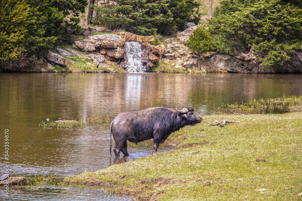Water buffalo standing in river with waterfall in the background on the other side and turtle on rock nearby - selective focus Water buffalo standing in river with waterfall in the background on the other side and turtle on rock nearby - selective focus