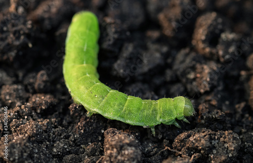 Foto A large green caterpillar creeps on the ground. Selective focus.