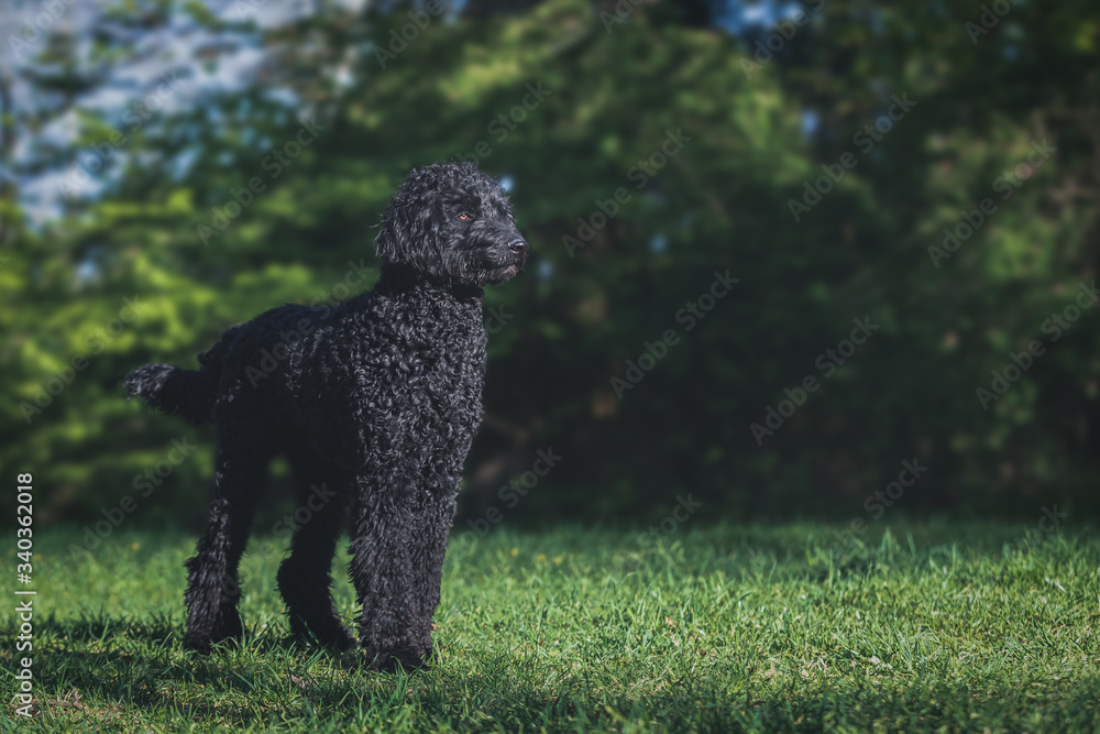 Schwarzer Labradoodle steht wachsam auf einer Wiese