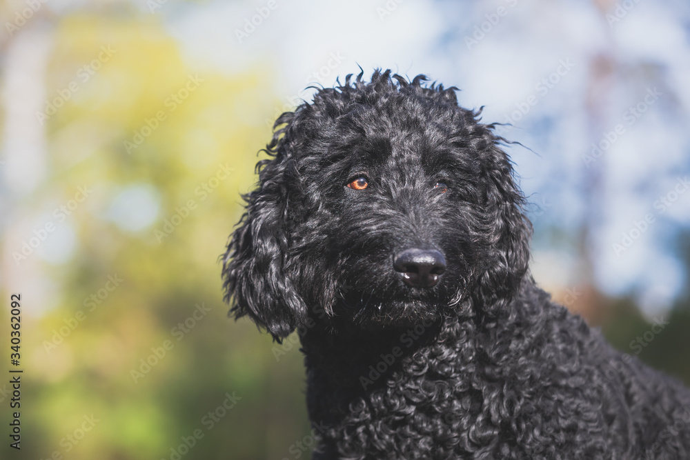 Portrait eines schwarzen Labradoodle