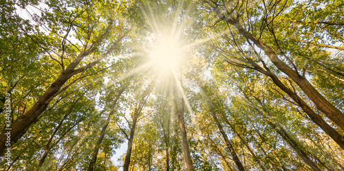 Bottom view of the sun's rays shining through the tall deciduous trees on a beautiful summer day in a forest in Belgium.