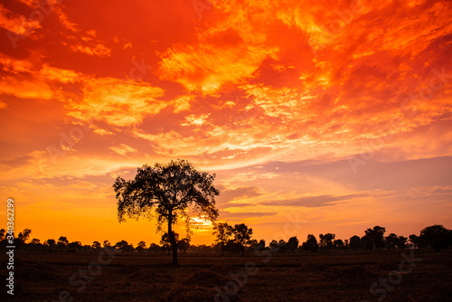 Amazing sunset and sunrise.Panorama silhouette tree in africa with sunset.Beautiful blazing sunset landscape at over the meadow and orange sky above it.Safari theme. © Mohwet
