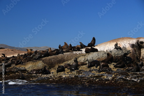 Colony of Brown fur seals in Hout Bay, Cape Town, South Africa © bayazed