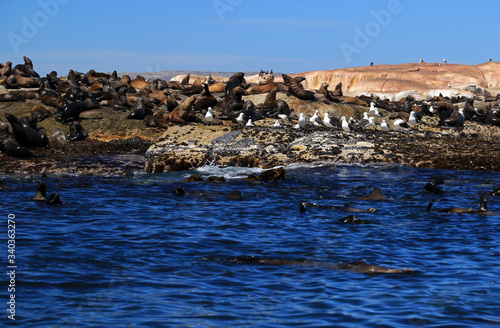 Colony of Brown fur seals in Hout Bay, Cape Town, South Africa