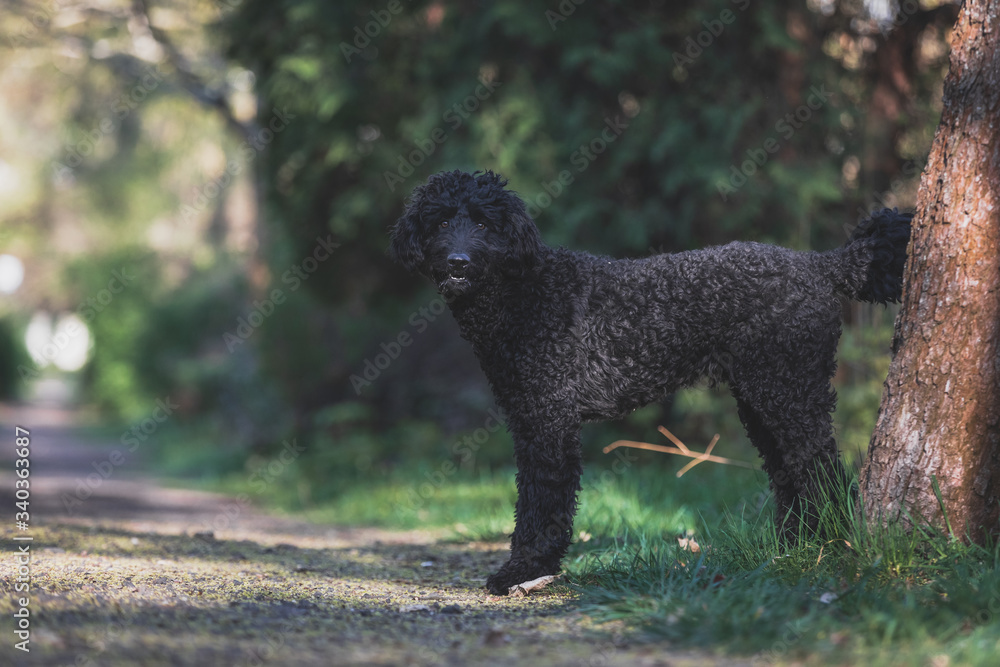 Obraz na plátně Schwarzer Labradoodle steht an einem kleinen Weg