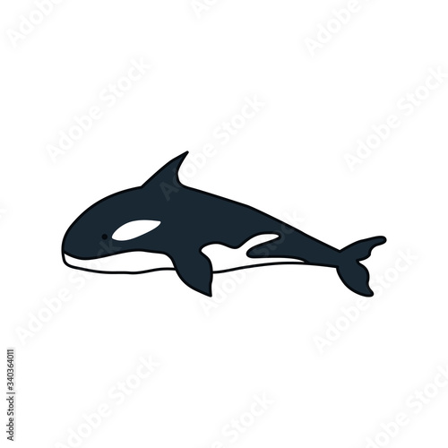 Killer whale vector illustration isolated on white background. Ocra whale illustration in vector