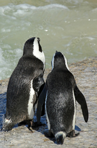 Couple of African penguins  at the Boulders Beach in Cape Town  South Africa