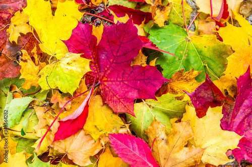 autumn background with colored leaves on wooden board 